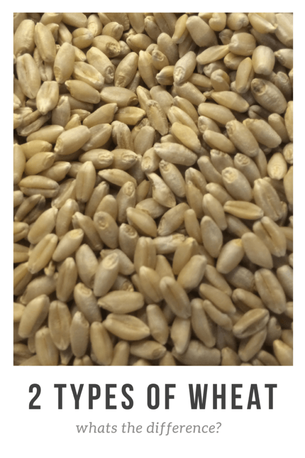 Red vs White Wheat Which is better? The Merrill Project